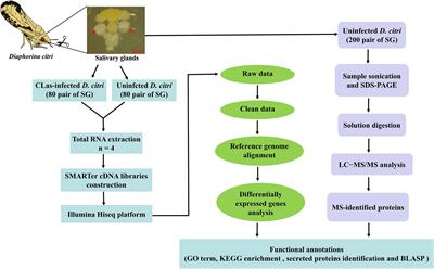 A Transcriptomic and Proteomic Analysis of the Diaphorina citri Salivary Glands Reveals Genes Responding to Candidatus Liberibacter asiaticus